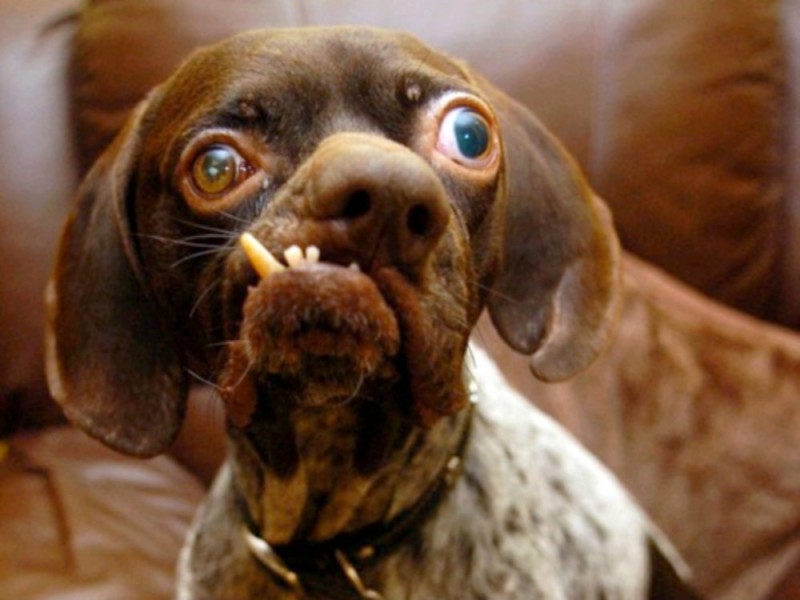 Создать мем: пучеглазая собака, собака с выпученными глазами, самая страшная собака