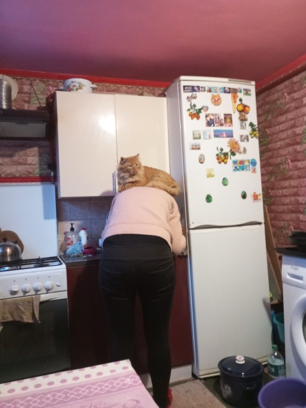Create meme: a cat in the kitchen, interior, in the kitchen 