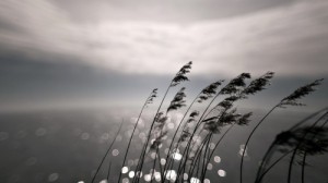 Create meme: grass night, beautiful landscape, reeds in the wind