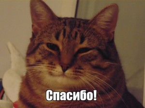 Создать мем: кот мем, довольный кот мем, задумчивый кот мем