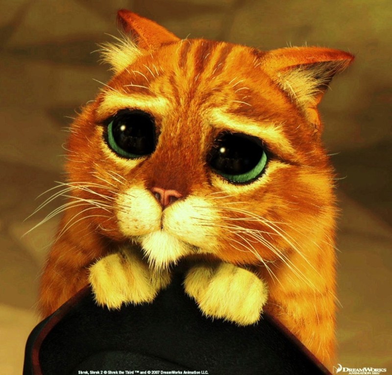 Create meme: cat eyes from Shrek, the cat from Shrek meme, the cat from Shrek 