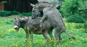 Создать мем: mating donkeys, бородавочник носорог, спаривание животных