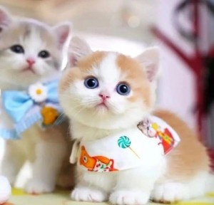 Create meme: cat, the cute animals, adorable kittens