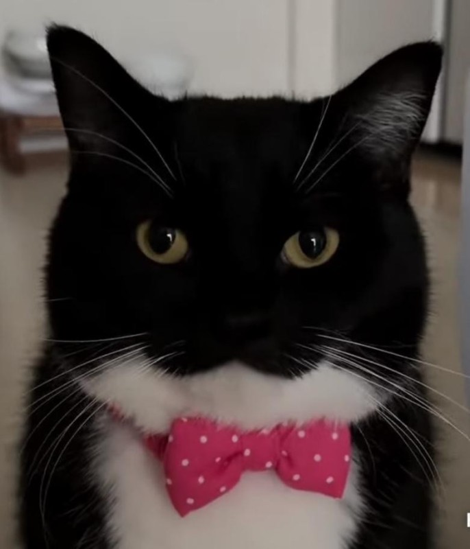 Create meme: cat black and white, cat , kitty 