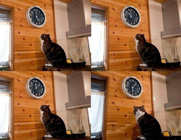 Create meme: meme with a cat and a clock, meme the cat and the clock time, the cat looks at his watch meme