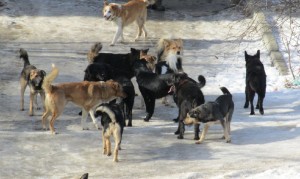 Create meme: stray dogs, a pack of stray dogs