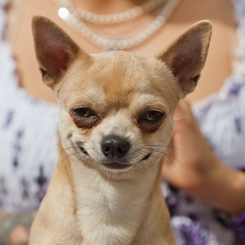 Create meme: chihuahua type deer, Chihuahua dog, breed Chihuahua