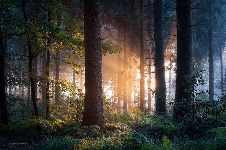 Создать мем: утренний лес, утро в лесу, лесной пейзаж