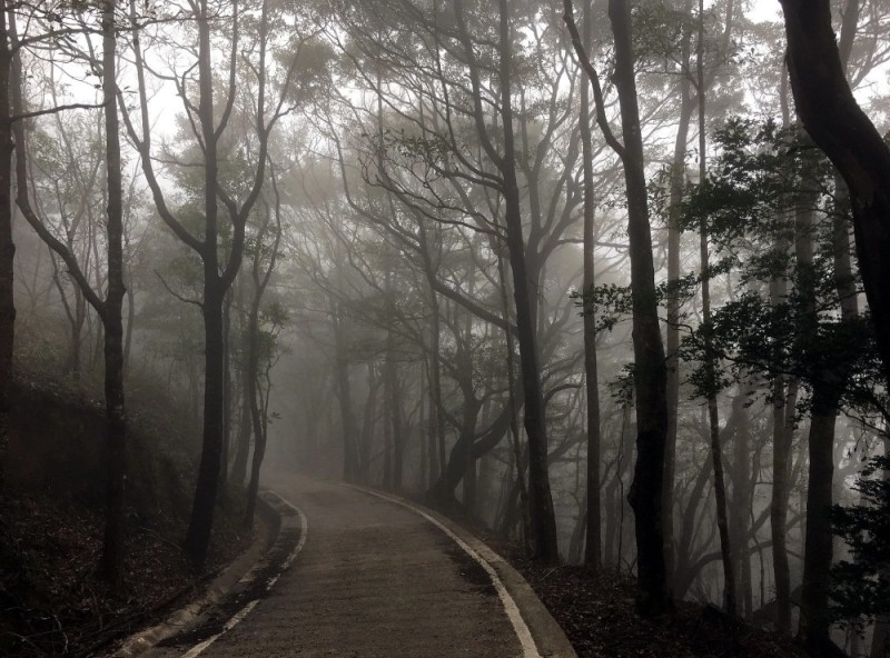 Create meme: forest nature, forest road, forest fog