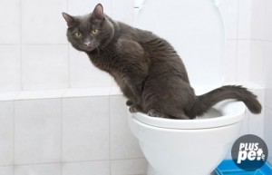 Create meme: taught, cat, the toilet