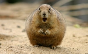 Create meme: gopher, marmot, animal gopher