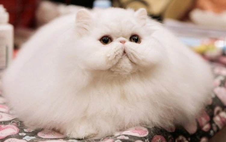 Создать мем: персидская кошка белая, персидский кот, персидский белый кот