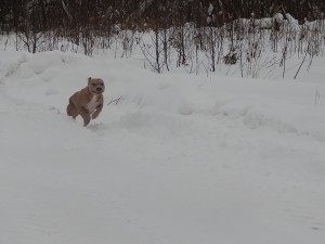 Create meme: puppies seasno running on ice, dog