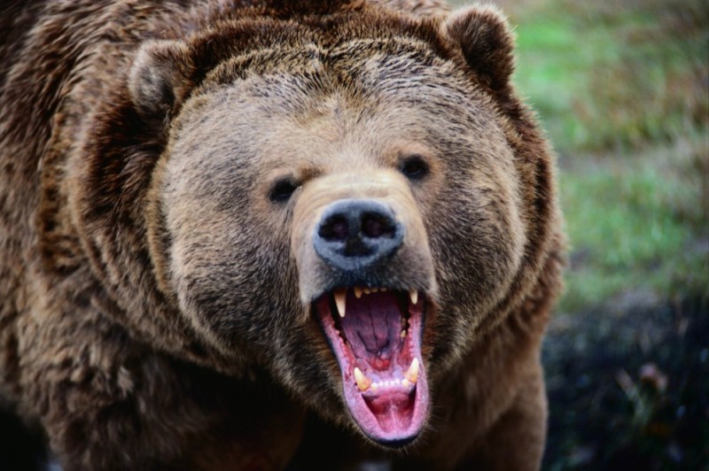 Создать мем: медведь оскал, медведь гризли, медведь гризли оскал