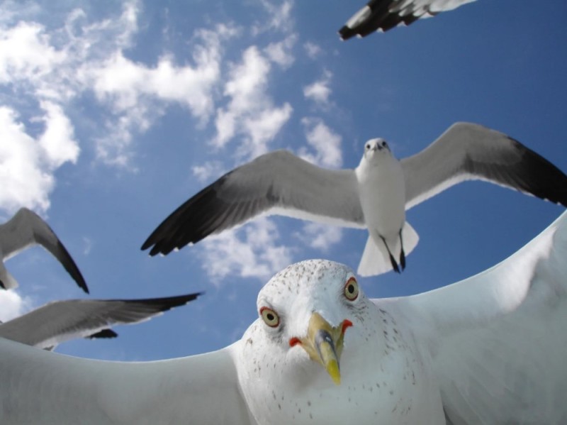 Create meme: seagulls in flight, seagulls, blue gull