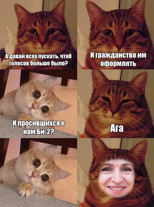 Создать мем: мемы о котах, коты мемы, мем котик