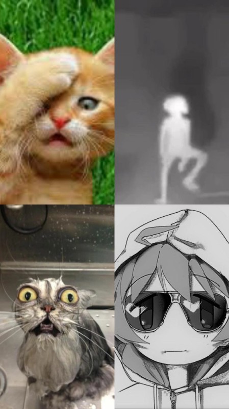 Создать мем: cat, кошка, веселый котик