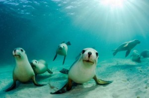 Create meme: sea lion photo, Navy seal close, Australian sea lion photo