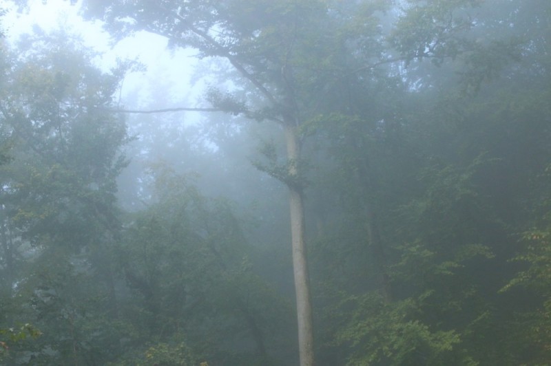 Create meme: forest in the fog wallpaper, pine forest in the fog, pine forests