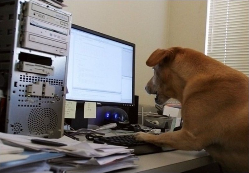 Создать мем: собака смешная, собака, собака на работе
