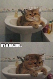 Create meme: sink, the cat in the sink, funny fat cats