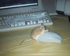 Создать мем: fail, mouse, мышка