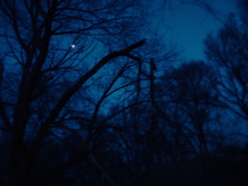 Create meme: dark forest, Full moon in the forest, night 