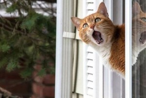 Создать мем: смешной кот, кот на окне пвх, домашние животные