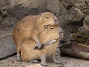 Create meme: capybara cub, nutria and capybara, capybara animal