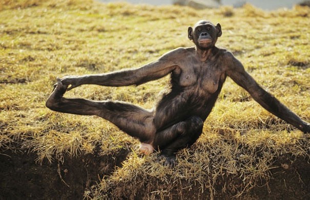 Создать мем: обезьяна шимпанзе, поза обезьяны, шимпанзе бонобо