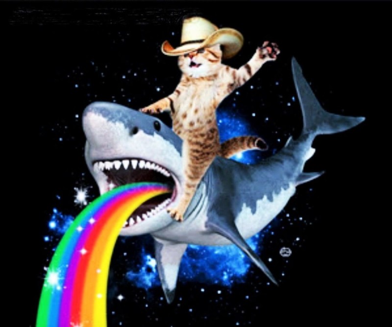 Create meme: shark art, cat shark art, rainbow shark
