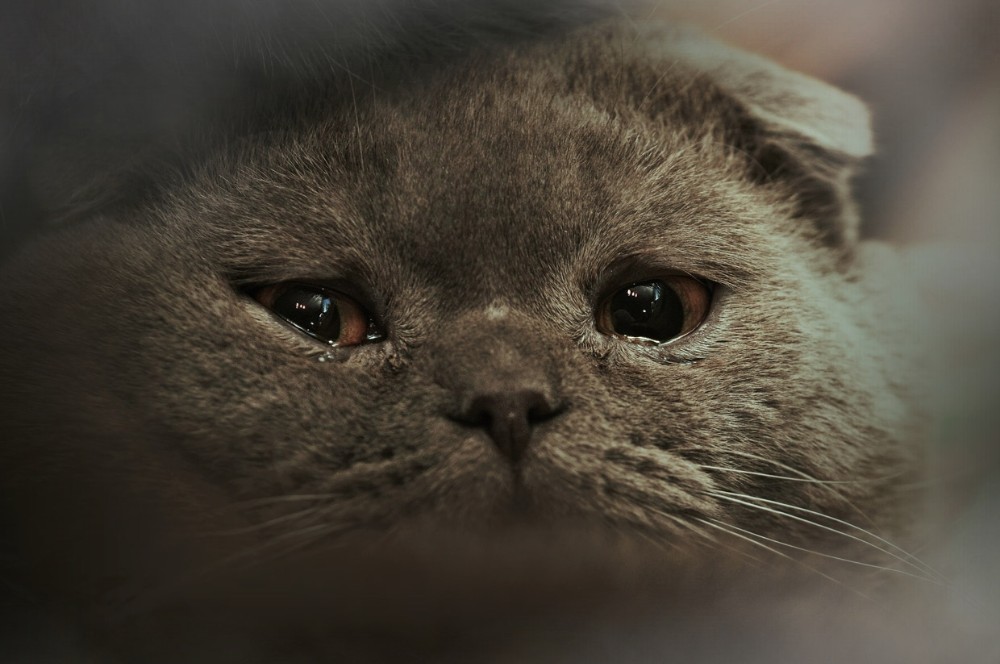 Создать мем: плачущие коты, котик плачет и грустит, грустный британский кот