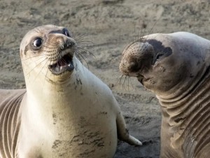 Create meme: seal, the funniest pictures