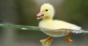 Create meme: animals, ducks Wallpaper, live yellow duck
