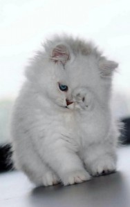 Создать мем: Персидская кошка, белый котенок пушистый, серебристая шиншилла