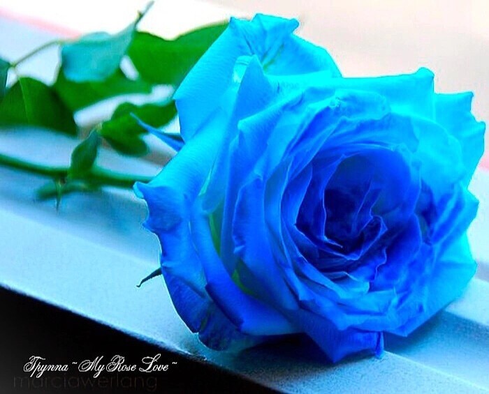 Создать мем: голубая роза линч, синие розы букет, синие розы
