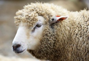 Create meme: lamb, sheep sheep, Kurban AIT