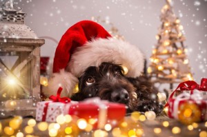 Создать мем: мечта всех собак в новогоднюю ночь, dog christmas, собака рождество
