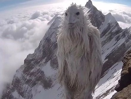 Create meme: yeti snow, yeti bigfoot, unusual animals 