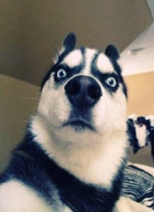 Create meme: husky smiles meme, scared husky, drunk husky