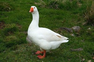 Create meme: amginskii geese, goslings were, goose