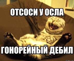 Create meme: fun with cats, funny cats, laughing cat