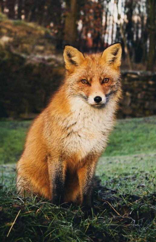 Создать мем: рыжая лисица, лиса лиса, животные леса