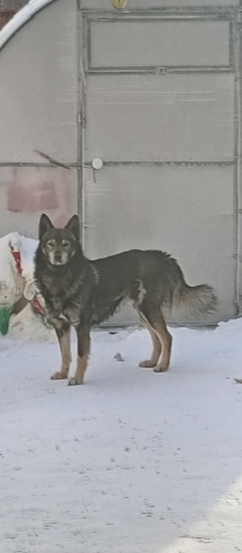 Create meme: Siberian husky agouti, grey mongrel husky, Agouti husky