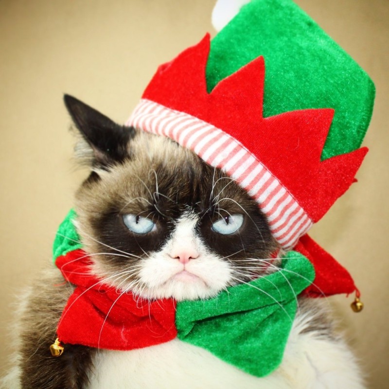 Create meme: Grumpy Cat Christmas, The cat in the New Year's hat Grumpy Cat, a cat in a New Year's hat