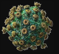 Create meme: rabies virus, the human immunodeficiency virus, the structure of the hiv virus