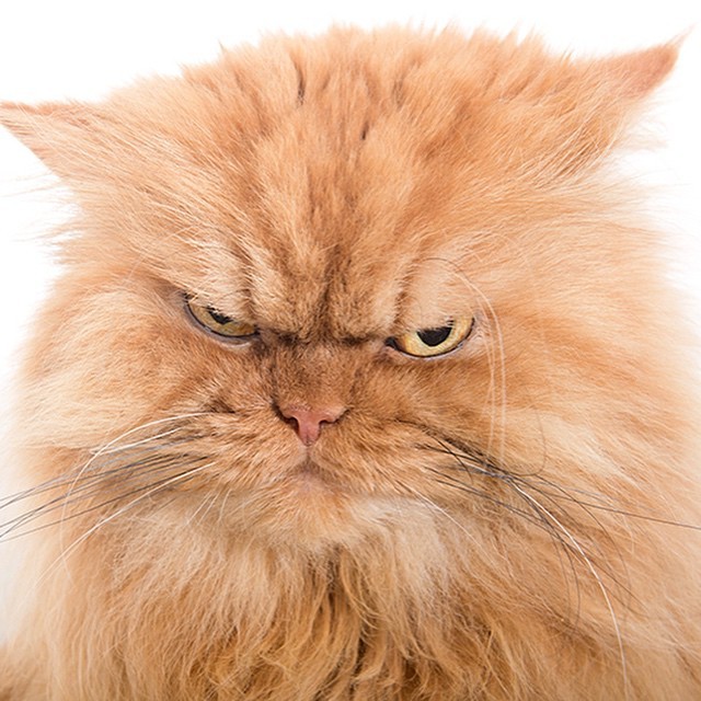 Создать мем: злой рыжий кот, очень злой кот, злой пушистый кот