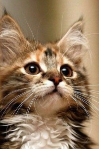 Create meme: cute animals, maine coon, cat