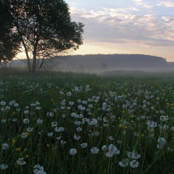 Create meme: nature , summer morning, field of white dandelions