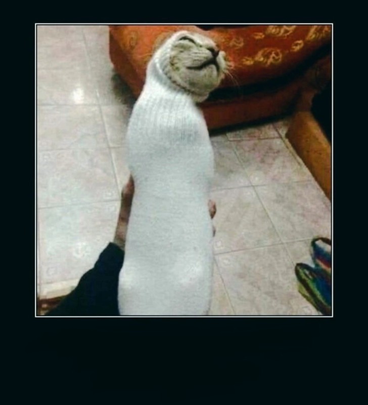 Create meme: cat in a sock, the cat is staggering, cat sock